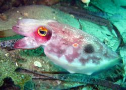 Angry Cuttlefish! by Shea Pletz 